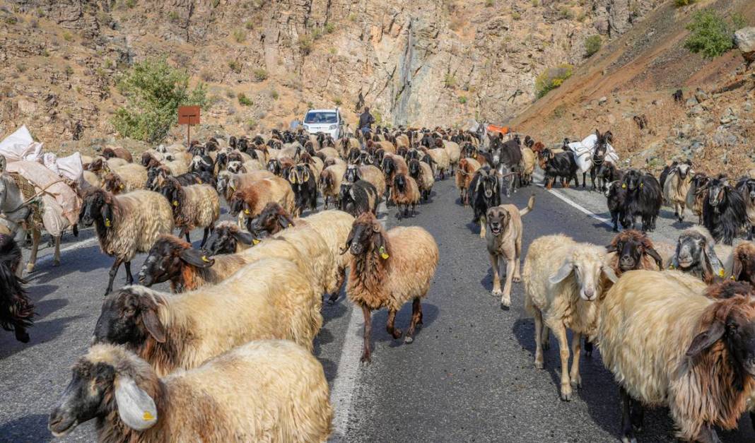 9 virajlı yolda Koçerlerin Diyarbakır’a dönüş yolculuğu 6
